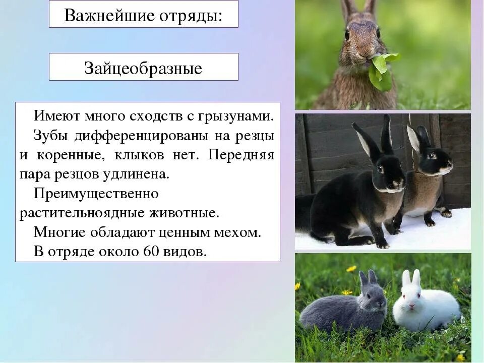 К какому классу относится кролик. Отряды млекопитающих зайцеобразные. Отряды млекопитающих Грызуны зайцеобразные. Отряд зайцеобразные представители. Отряд зайцеобразные кролики.