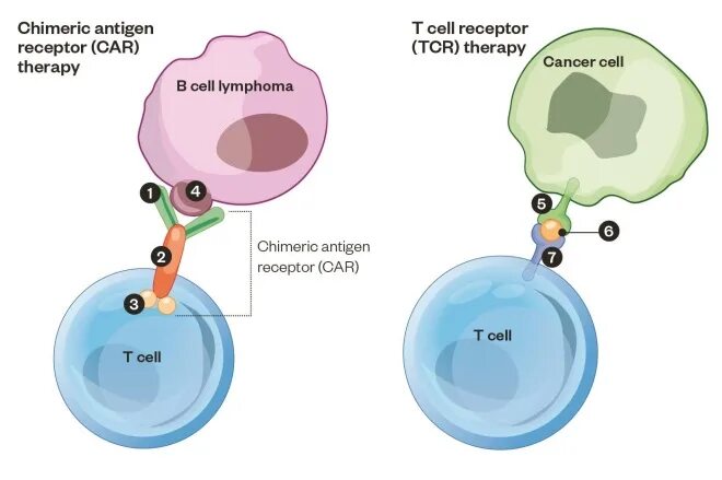 T cell receptor. Chimeric antigen receptor t-cell therapy. car t cells. t cell receptor chimeric antigen receptor. car-t cell therapy.