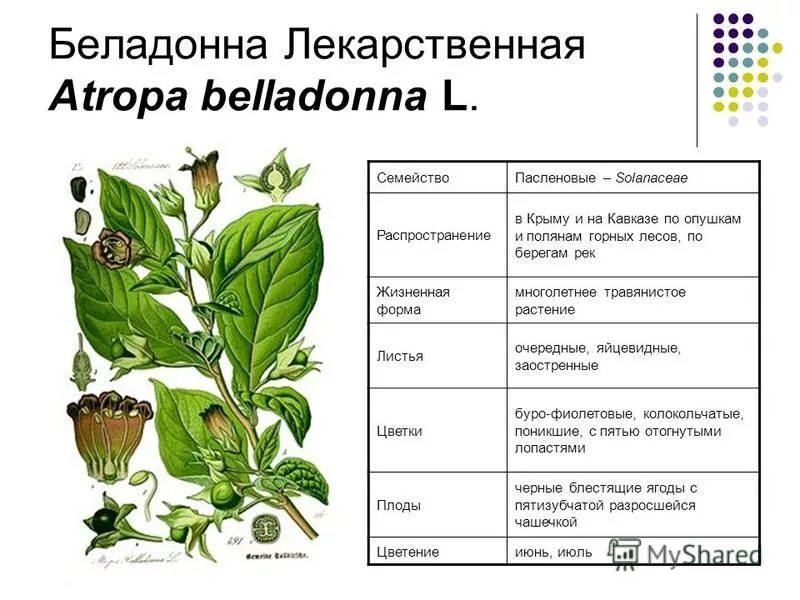 Алкалоид в растениях семейства пасленовых. Строение растений семейства Пасленовые. Лекарственные растения семейства пасленовых. Белладонна Пасленовые. Характеристика семейства Пасленовые.