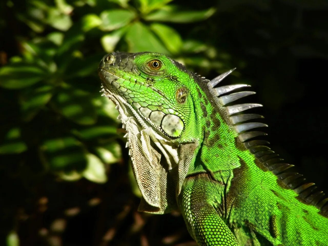 Игуана способности. Игуана зеленая обыкновенная. Игуана обыкновенная ( Iguana Iguana). Ящерица игуана. Изумрудная игуана.