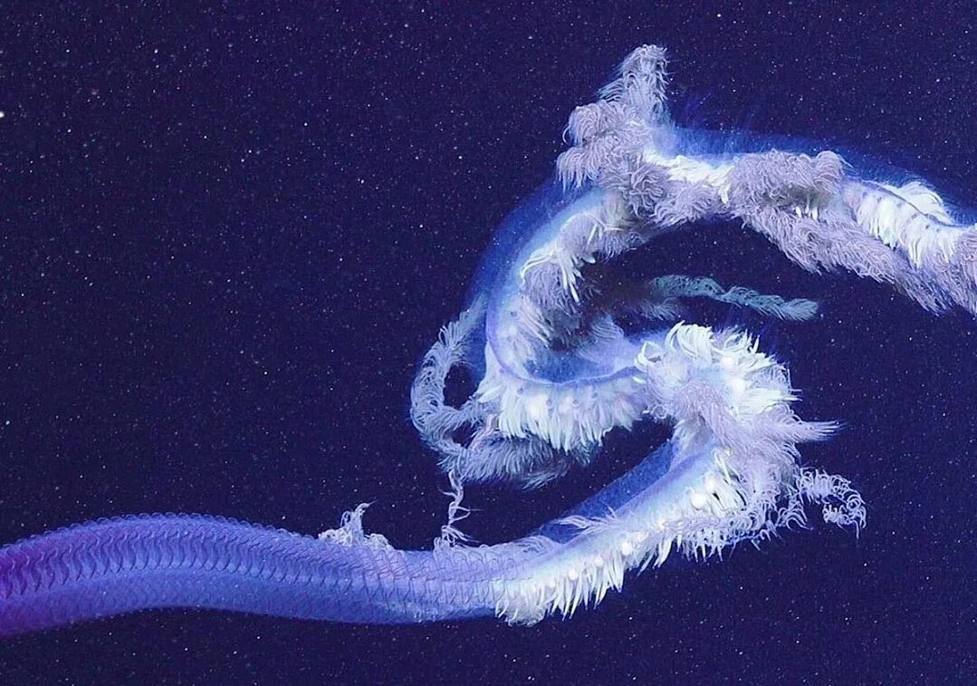Плотоядными организмами. Siphonophore Apolemia. Гигантская медуза сифонофора. Сифонофора 46 метров. Сифонофоры рыба.
