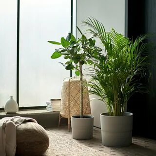 Indoor plants