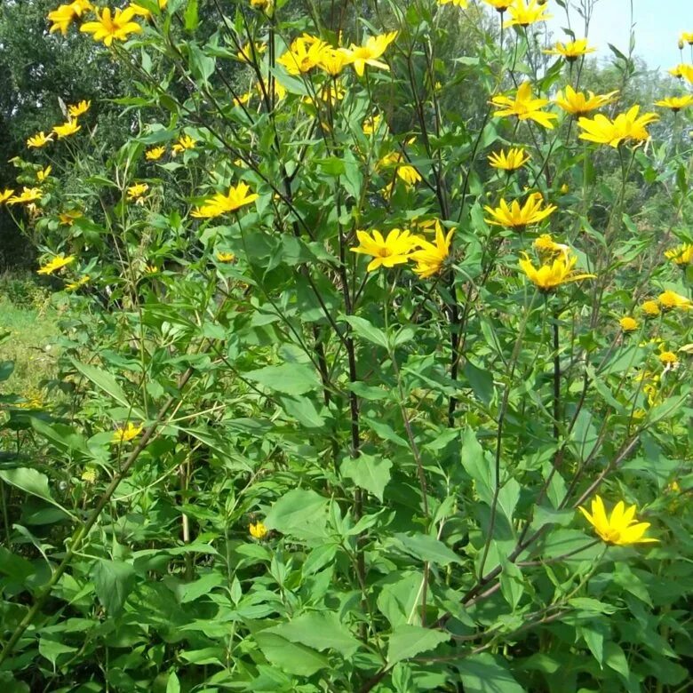 Specialty Cropportunities - Jerusalem Artichoke