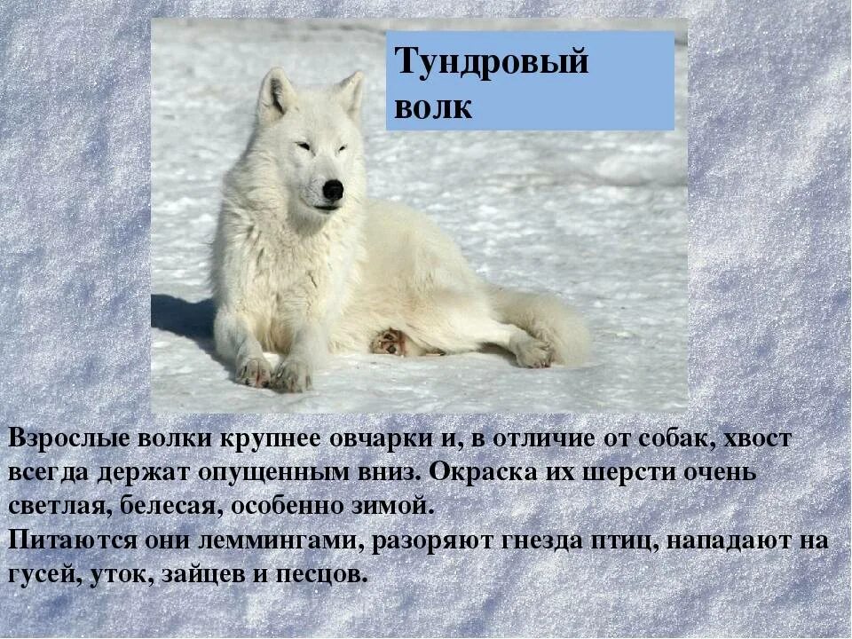 Как отличить волка. Тундровый волк. Внешние отличия волка от собаки. Тундровый волк Размеры. Полярный волк информация.