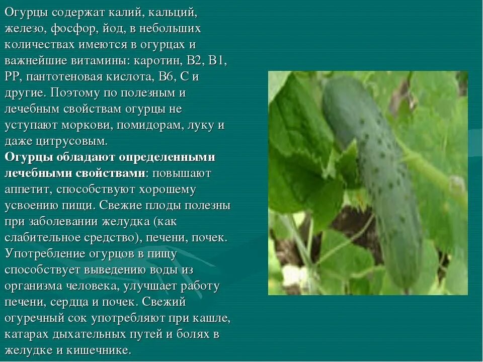 Полезно есть огурцы