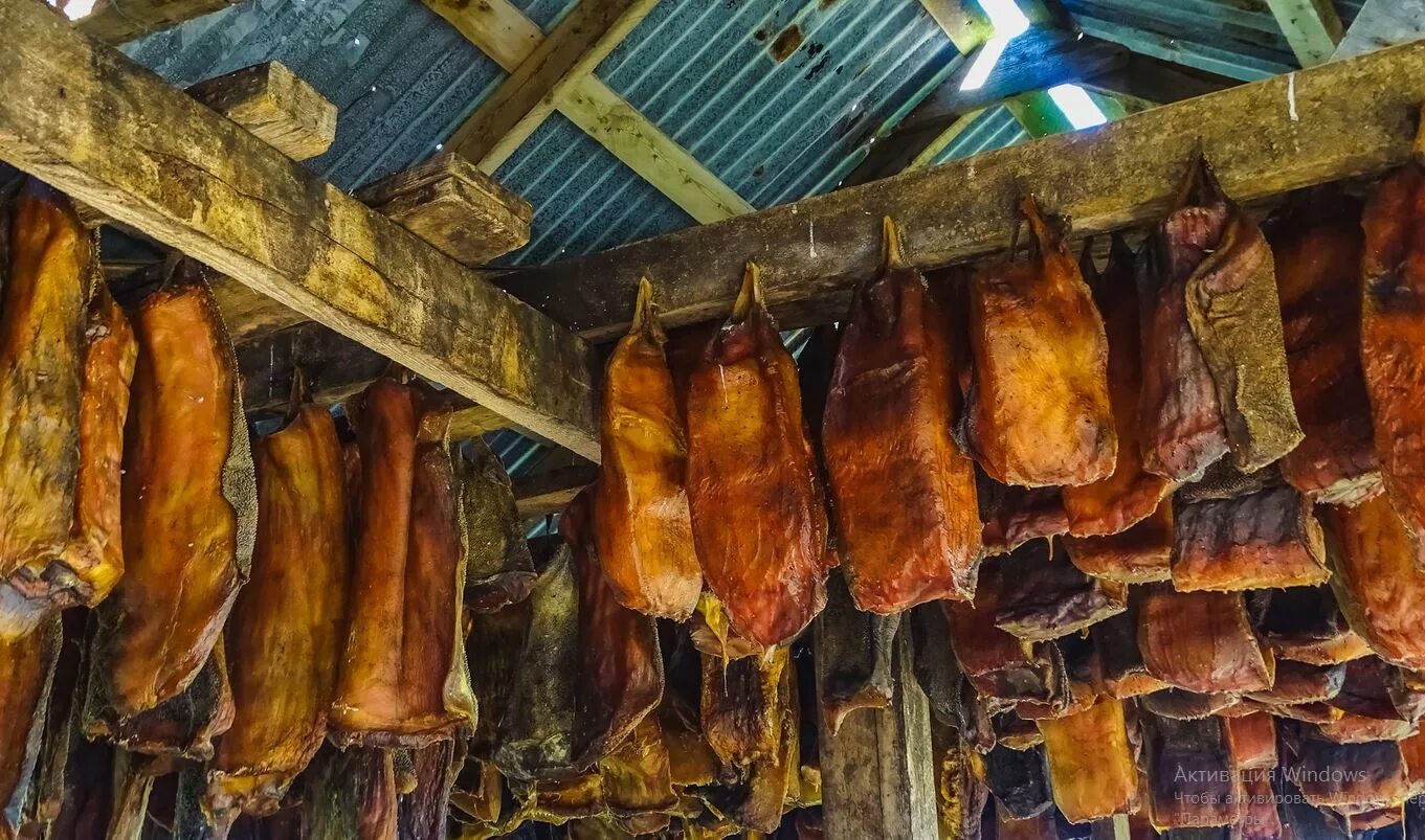 исландия блюдо хаукарль. национальная еда исландии хаукарль. хаукарль − вяленая акула. исландия блюдо хаукарль. тухлая акула деликатес.