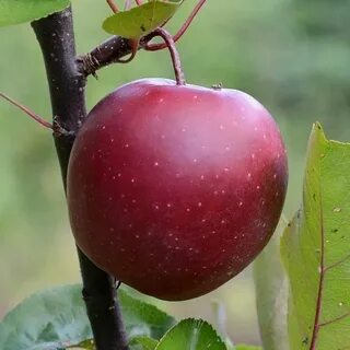 Яблоки зимние красные сорта названия