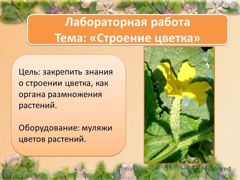 Пыльцевое зерно покрытосеменных. Лабораторная работа строение органов размножения растений. Лабораторная работа строение цветка. Вегетативное размножение луковицы тюльпана. Цель лабораторной работы строение цветка.