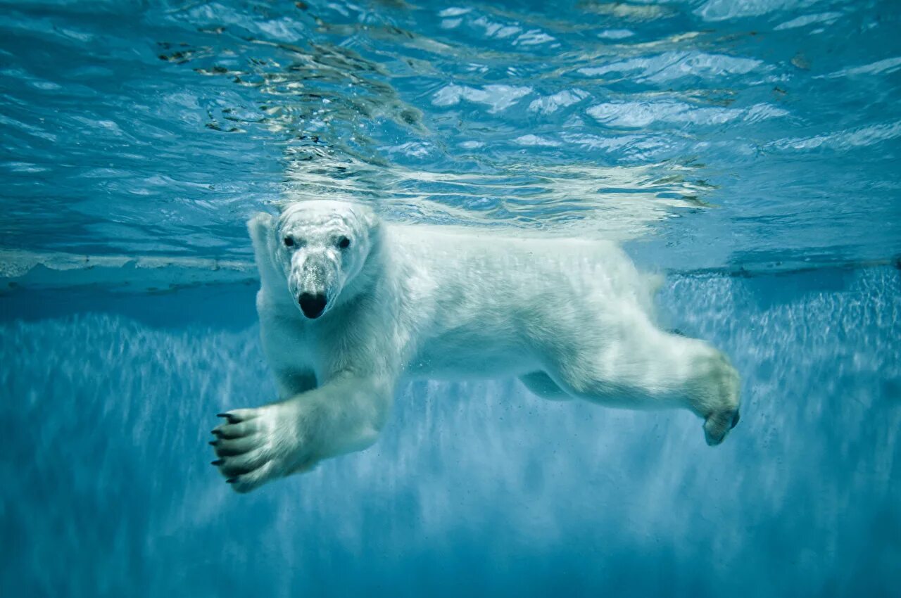 Can bears swim