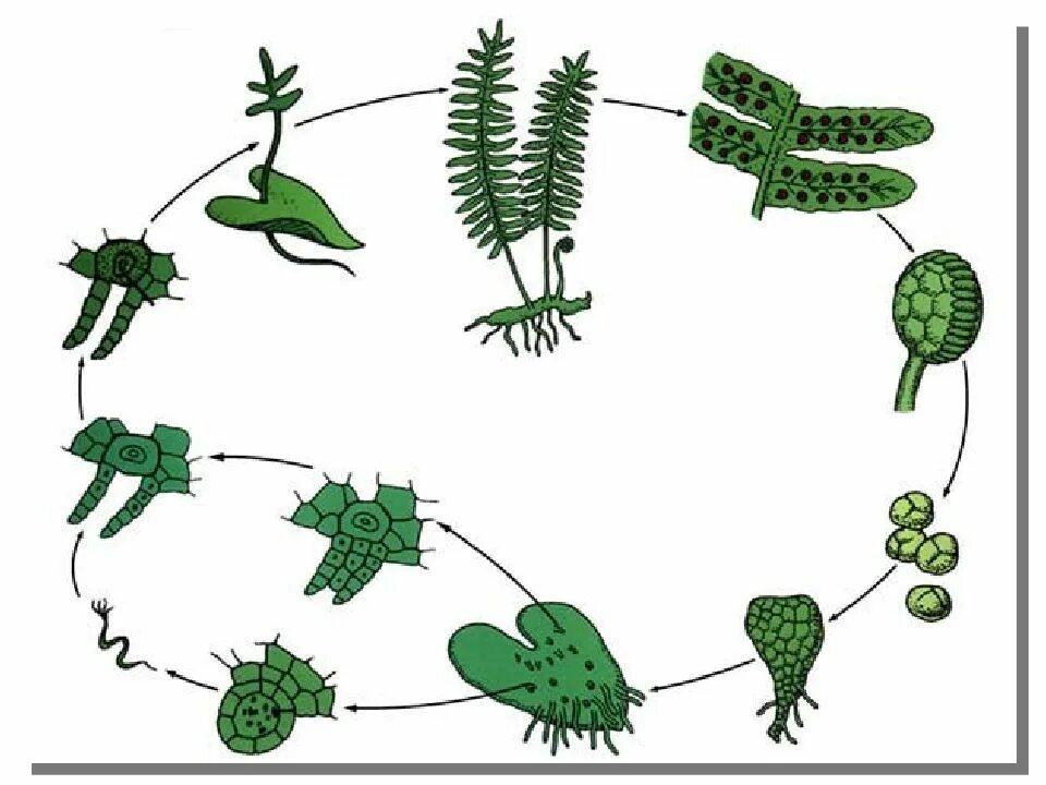 Бесполое и половое поколение растений. Жизненный цикл папоротника гаметофит. Обоеполый гаметофит папоротника. Цикл развития папоротника спорофит и гаметофит. Спорофит развивается на гаметофите.