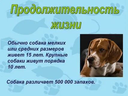 Проект жизнь собак