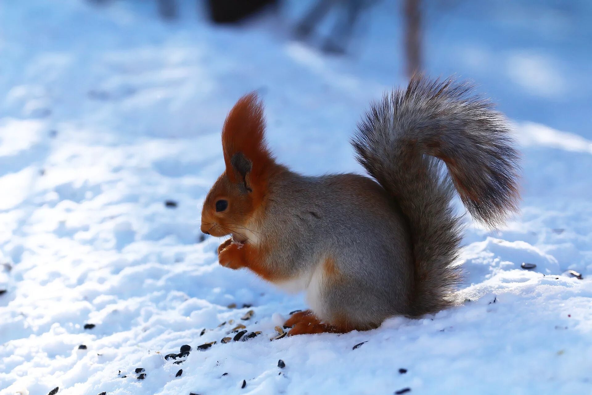 белка зимой. белочка в снегу. животные зимой. белкам холодно зимой. японская летяга момонга.
