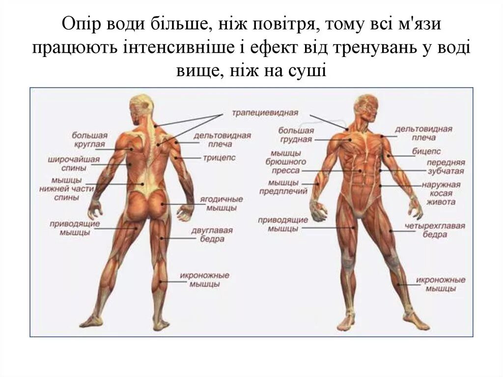 Мышцы человека. Мышцы схема. Название мышц. Человеческое тело мышцы строение. Главная мышца тела