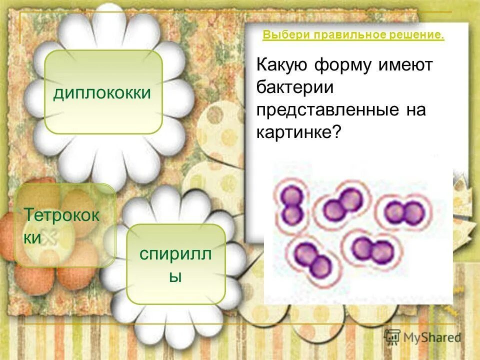 тест бактерии 3 класс окружающий мир. тест бактерии 3 класс окружающий мир. тест бактерии 3 класс окружающий мир. тест на микробы. бактерии 3 класс окружающий мир.