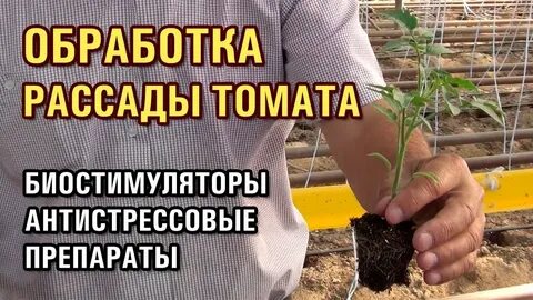 Обработка рассады