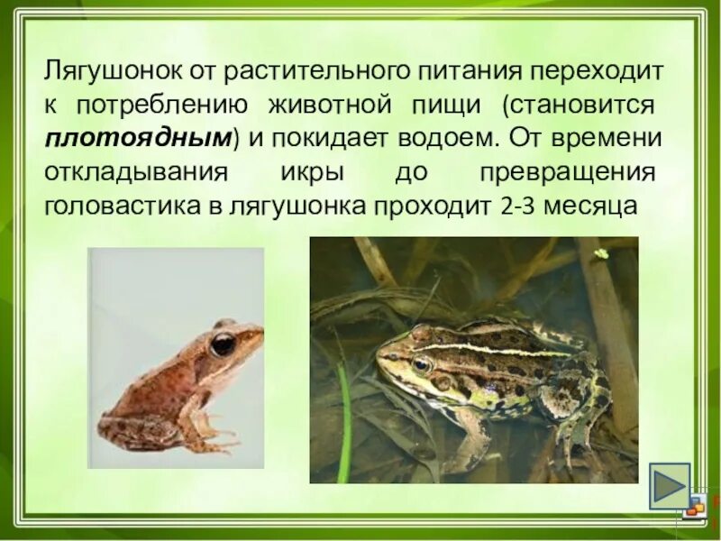 Какие животные питаются растительной и животной пищей. Какие животные питаются растительной и животной пищей