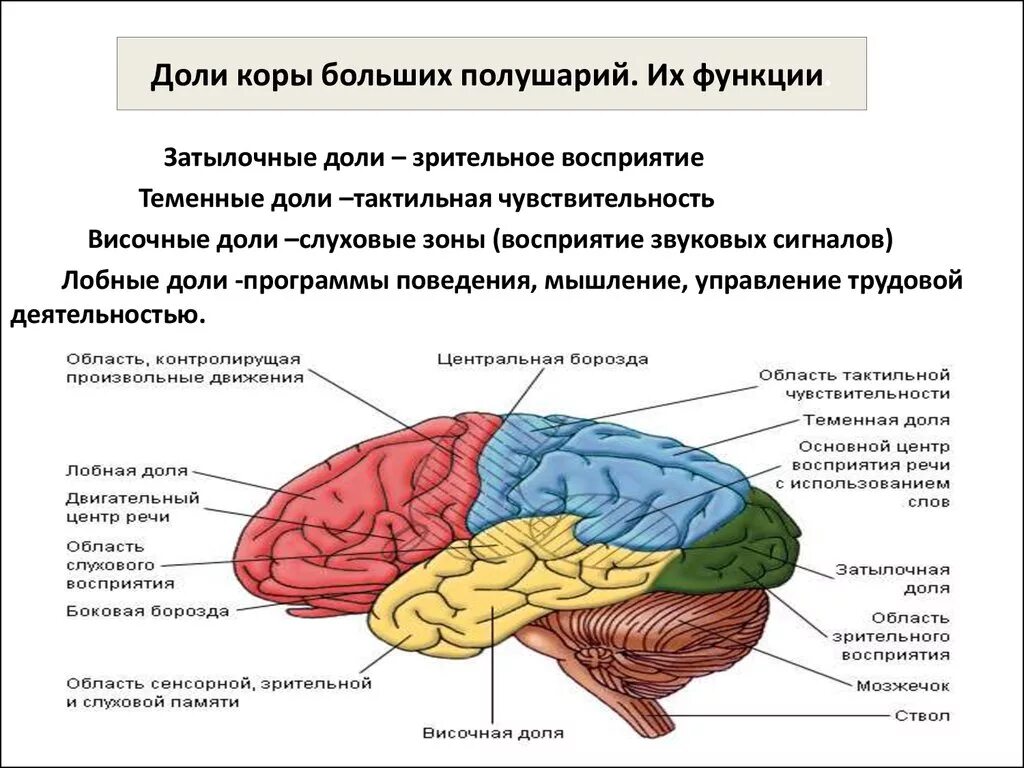 Основные доли мозга. Строение лобной доли головного мозга. Центры коры затылочной доли.