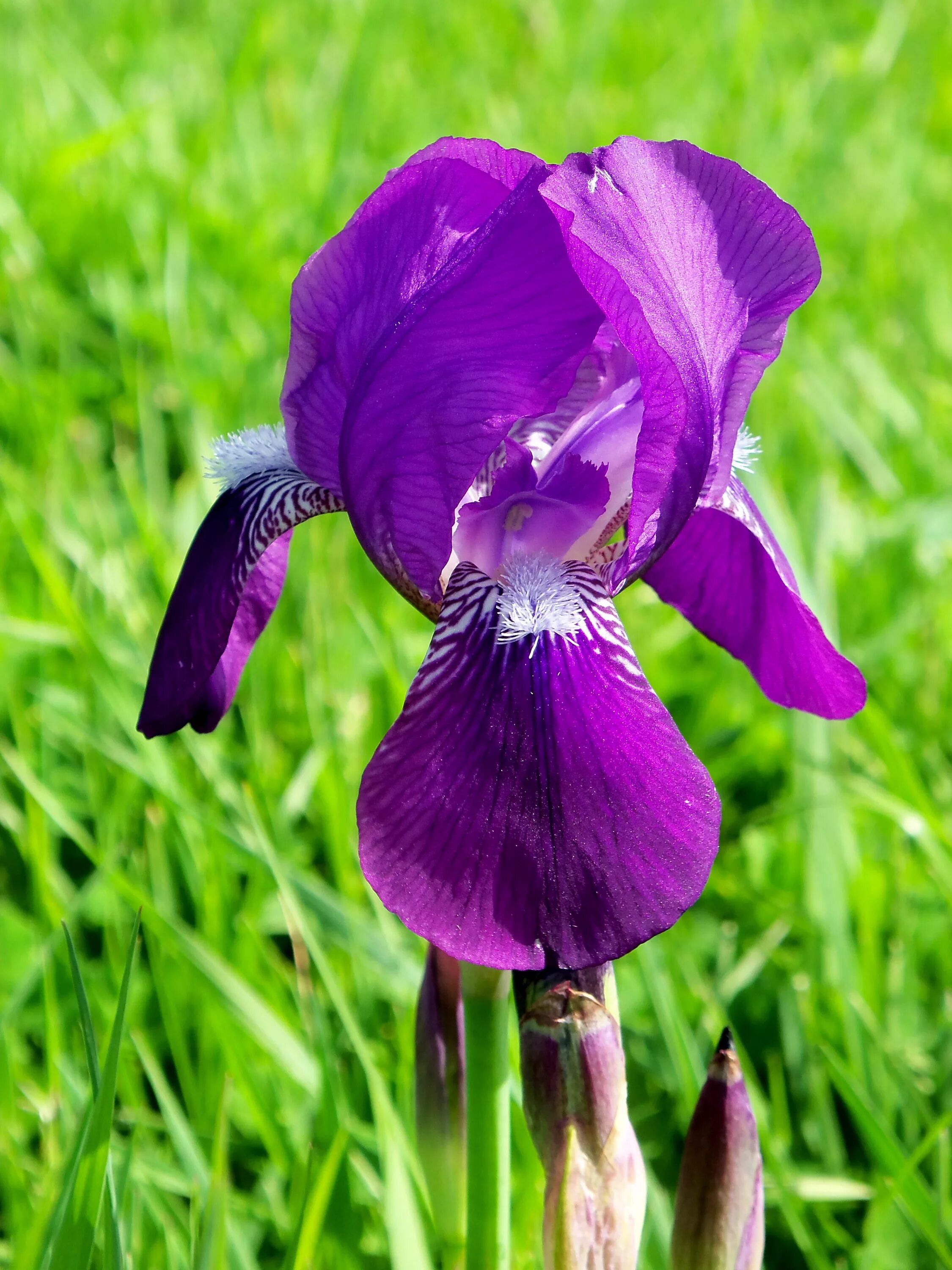 Ирис перпл. Ирисы перпл. Iris Purple японский. Язык цветов Ирис фиолетовый. Ирис растение значение