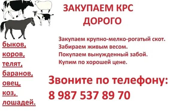 Закупаю крс визитки. Объявление закупаем крс. Номер телефона скота. Номер телефона скота. Номер телефона скота.