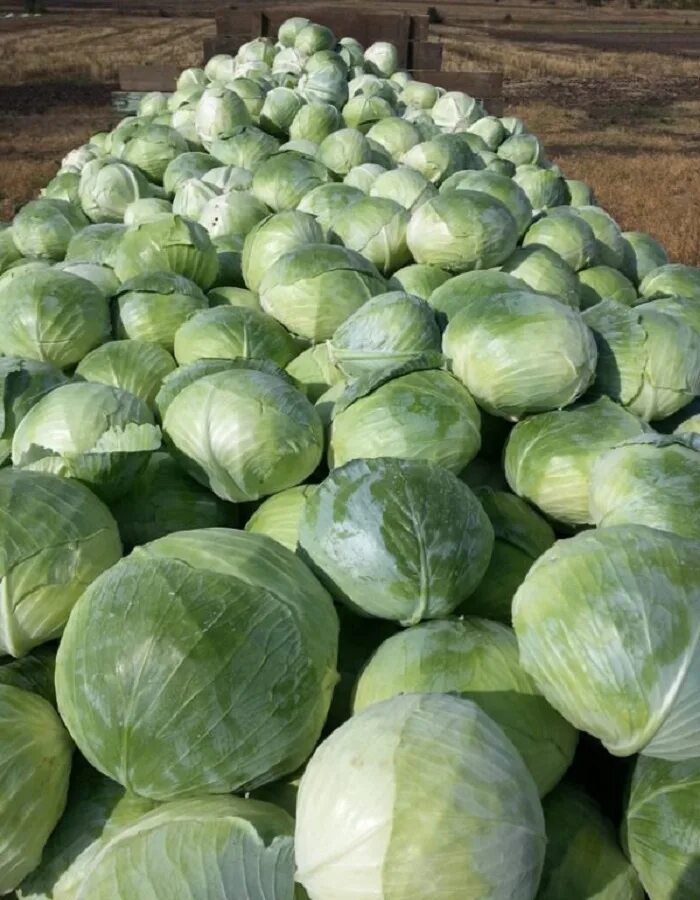 Капуста профессор f1. Таврус капуста. Капуста сорт агрессор. Капуста сорт агрессор. Капуста белокочанная агрессор f1 белокочанная.