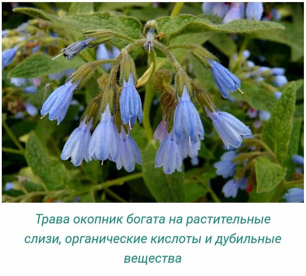 Окопник бродячий. Живокост лекарственный окопник. Окопник (symphytum). Растение окопник лекарственный. Растение окопник лекарственный.
