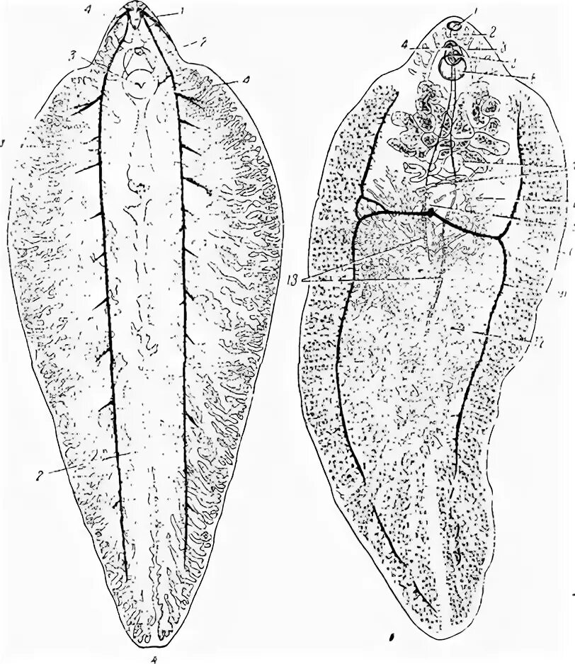 Печеночный сосальщик рисунок. Печеночный сосальщик (Fasciola hepatica). Марита Fasciola hepatica. Двуустка печеночная (Fasciola hepatica). Печеночный сосальщик и двуустки.
