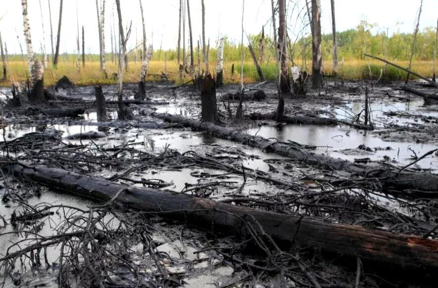 Какой газ на болоте. Загрязнение почв разлив нефти. Нефтезагрязненные земли ХМАО. Разлив нефти в Западной Сибири. Загрязнение почвы утечка нефтепродуктов.