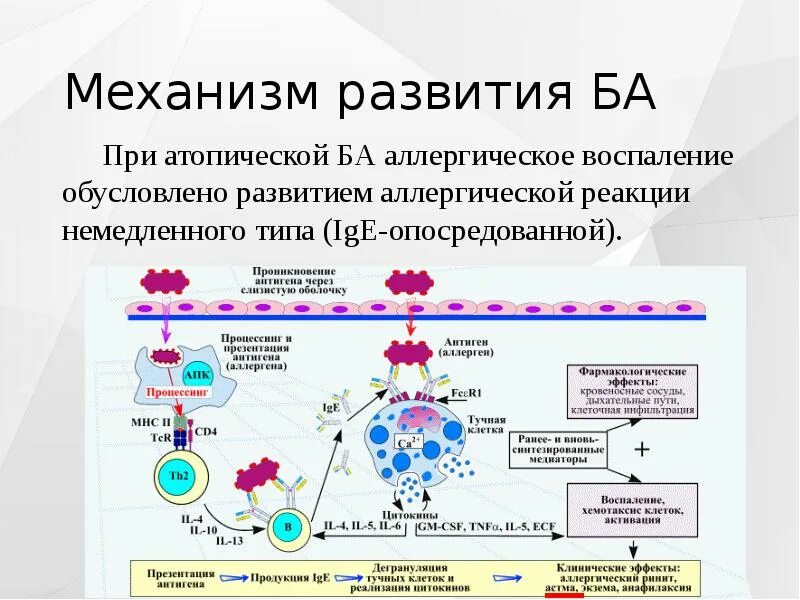 Механизм развития аллергии немедленного типа. Механизм возникновения аллергической реакции схема. Реакция гиперчувствительности немедленного типа. Механизмы реакции аллергической реакции замедленного типа.