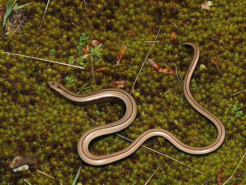 Coastal Carolina Snakes Factory Sale glomart.kz
