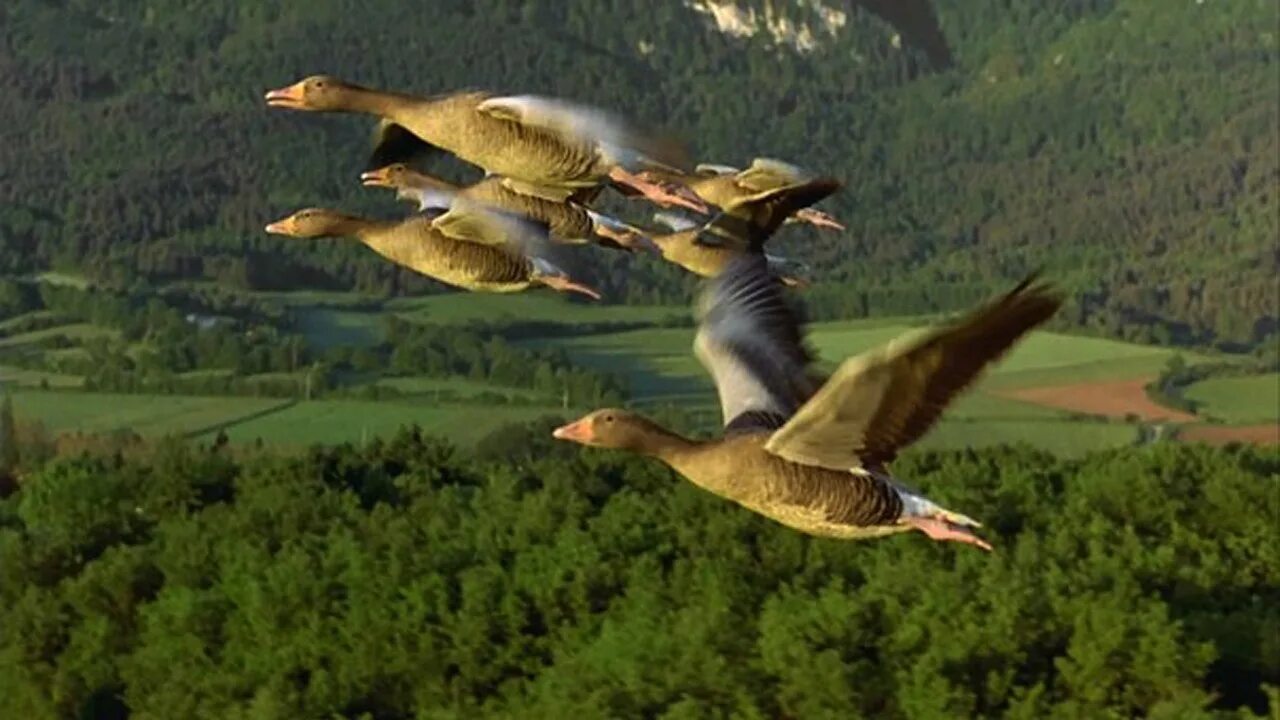 Песни диких гусей. Дикие гуси перелетные птицы. Дикие гуси летают. Стая гусей. Полет гусей.