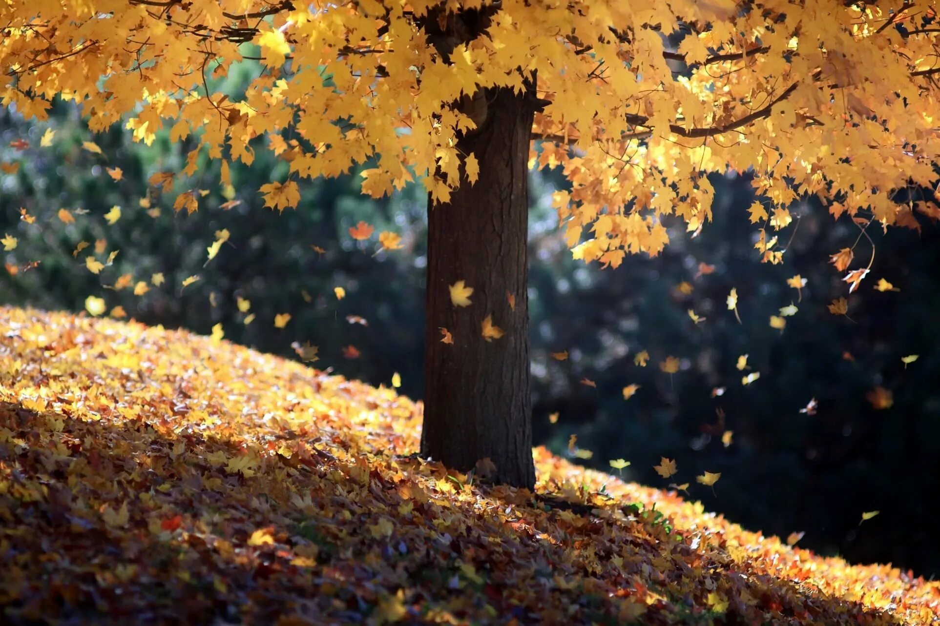 Осенний листопад. Осень листопад. Падающие листья. Осенний лес листопад. Падают листья и устилают землю