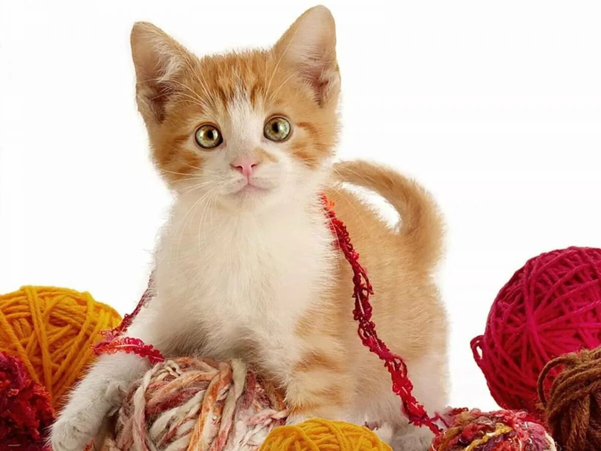 Котенок играющий с клубком. Котёнок и клубок. кот с клубком. котенок с клубочком. рыжий котёнок.