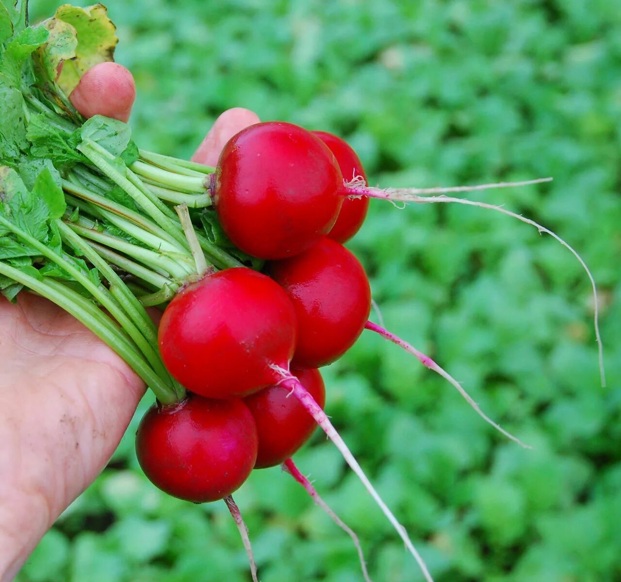 Редис сорт алекс. Редиска семена лучшие сорта для открытого грунта. Сорт редиса ранний красный. Сорт редиса ребел. Лучшие сорта редиса для открытого грунта.