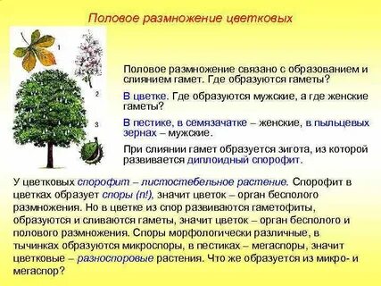 Половое размножение способствует