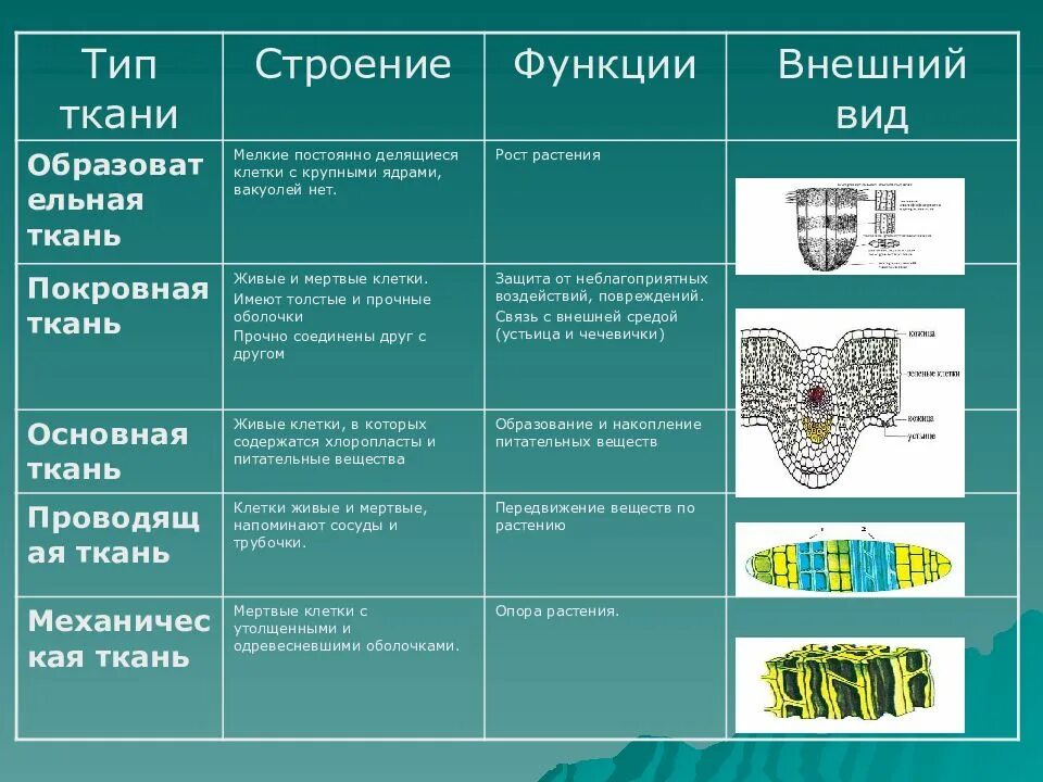 Структура растения функция. Биология 5 класс ткани растений функция и строение. основные типы тканей растений функции. типы основной ткани растений. ткани растений их строение и функции.