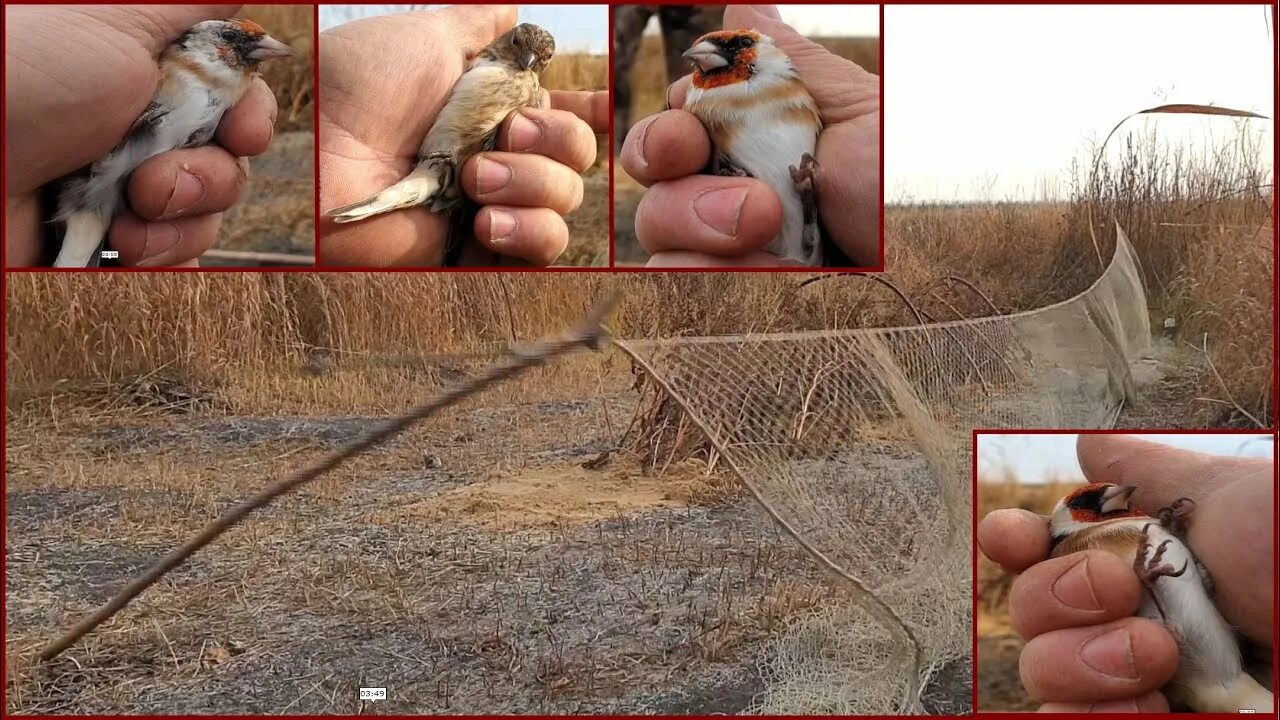 Легкие сети для ловли птиц. Ловля птиц тайником. Ловля певчих птиц. Ловпяпевчих птиц тайником. Сетка для ловли птиц.