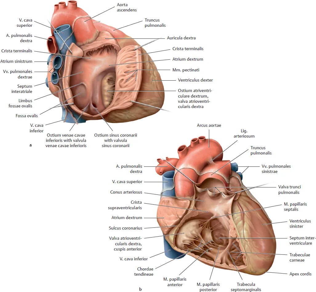 Cordis латынь. Truncus pulmonalis анатомия. Строение сердца sulcus coronarius.