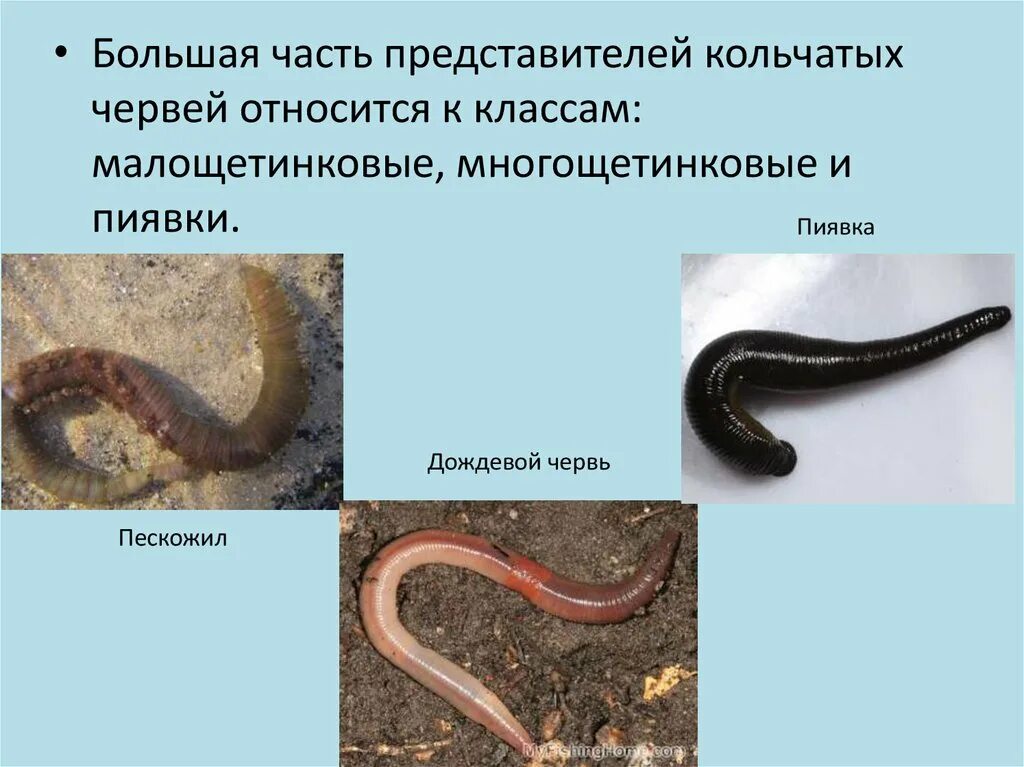 Малощетинковые многощетинковые пиявки черви представители. Кольчатых червей пескожил. Малощетинковые кольчатые черви. Малощетинковые черви медицинская пиявка. Примеры группы червей