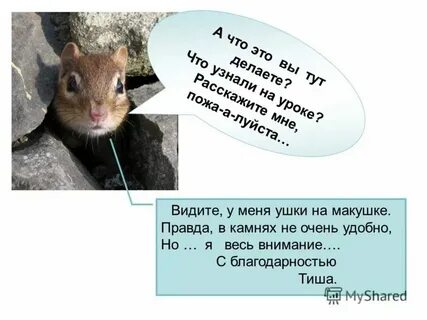 Ставьте ушки на макушке