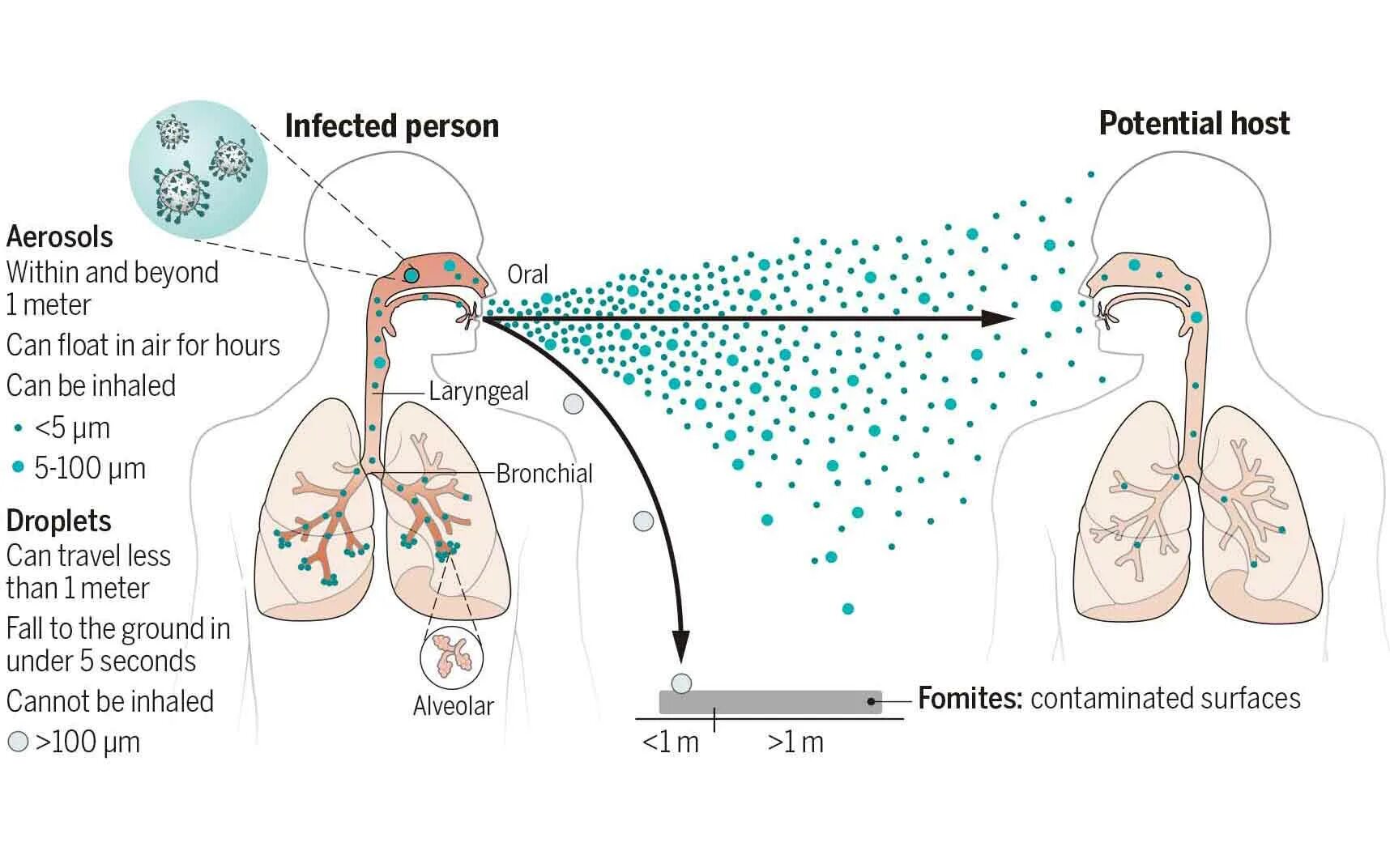 Respiratory virus. Viruses Respiratory. Airborne transmitted virus. Аэрозольный путь передачи инфекции.