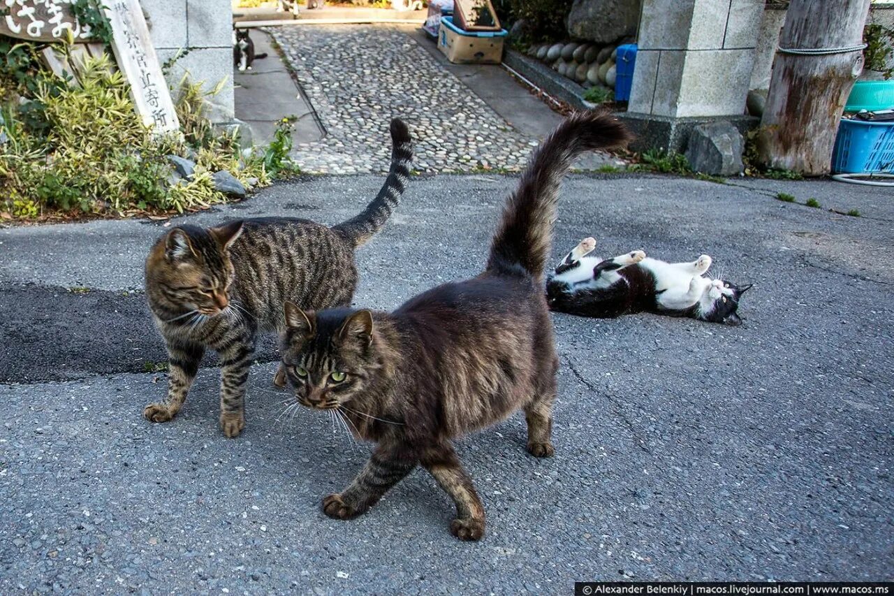 Кошачий остров в Японии. Власть котов. Коты у власти. Здесь был кот.