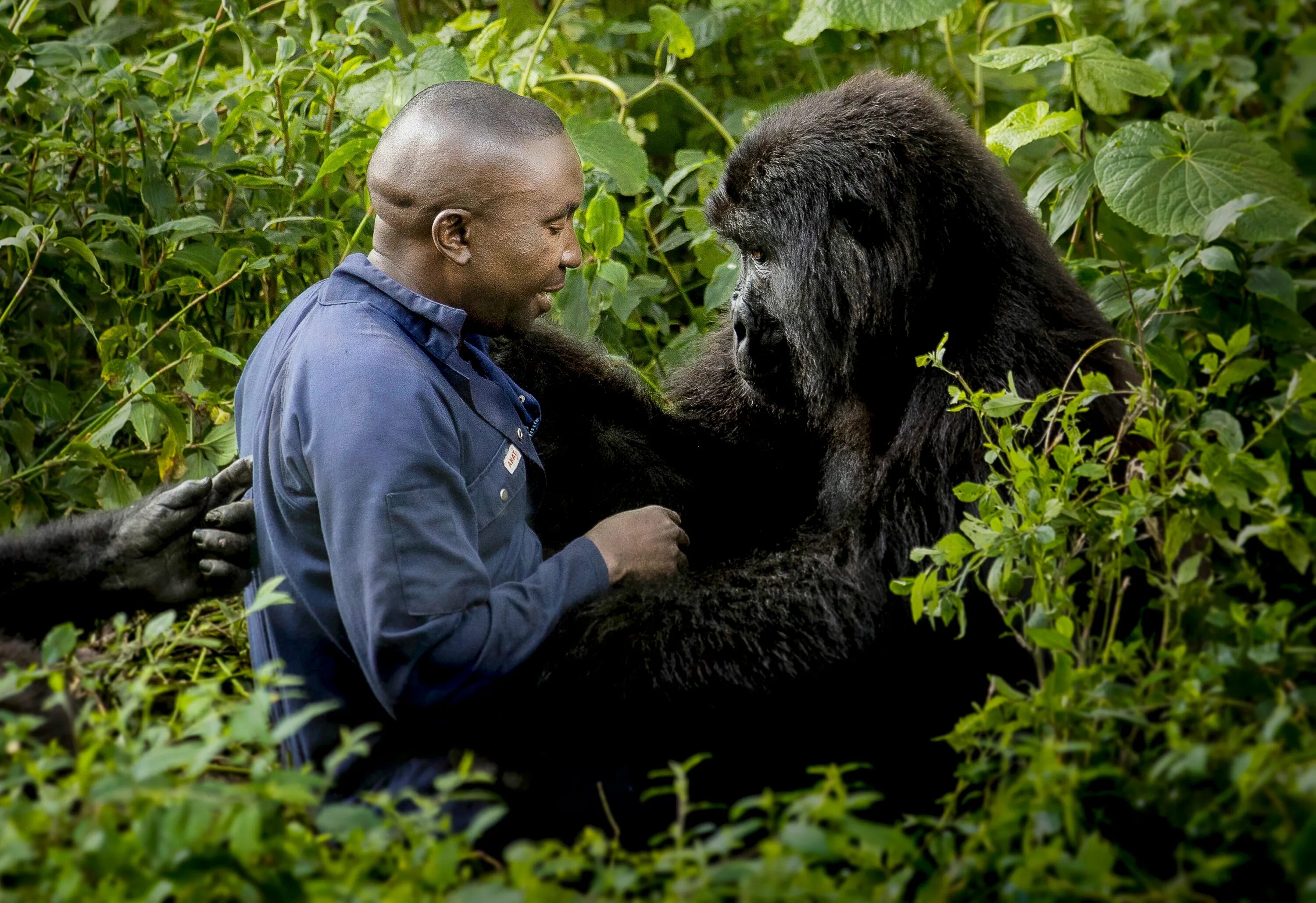 Monkey man дата выхода