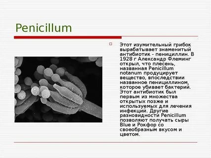 Пенициллин бактерии