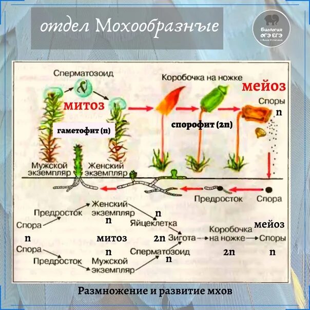 Объясните значение спор в жизненном цикле мхов. Объясните значение спор в жизненном цикле мхов