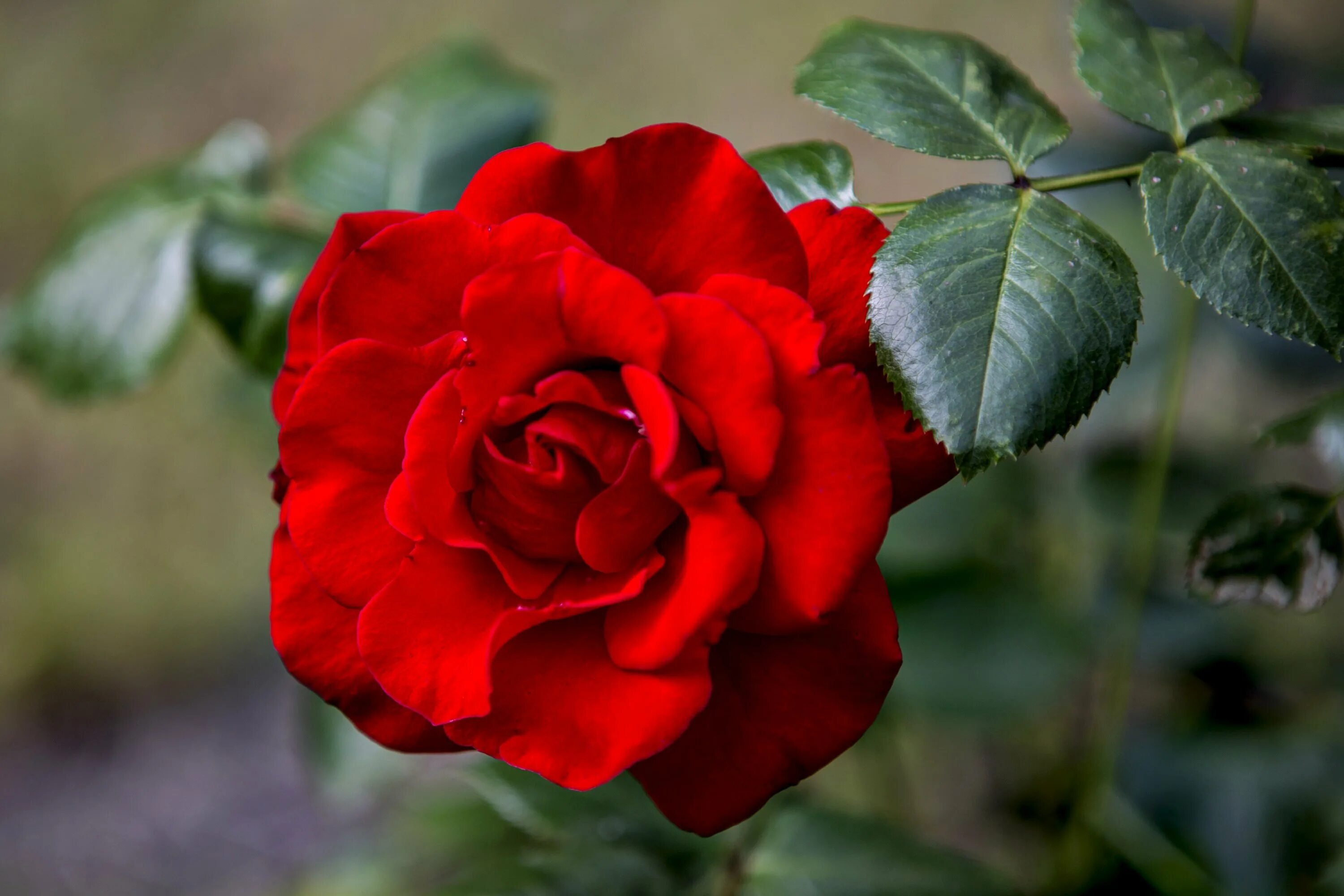 Цветы розы красные. Роза Грандесса. Роза рамукан. Роза Гранд дама. Роза чайно-гибридная Legends.