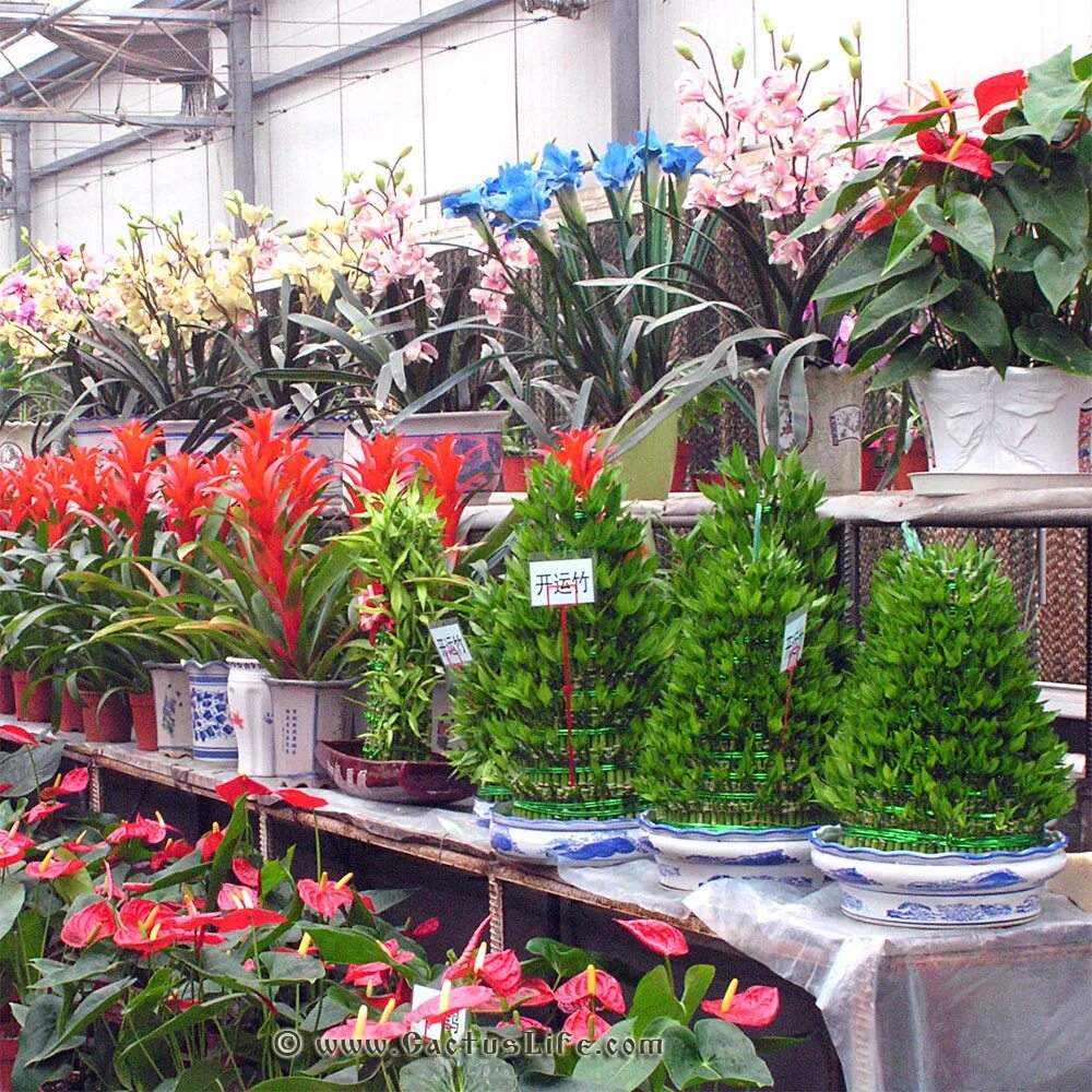 питомник комнатных растений