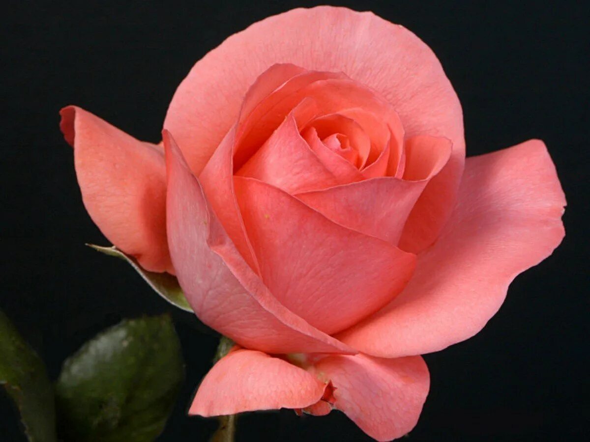 Розовые розы сорта названия. Розы кораллового цвета чайно гибридные.