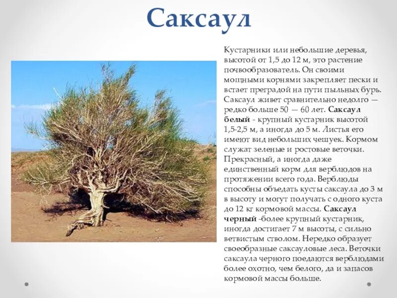 Саксаул природная зона обитания. Саксаул растение пустыни. Саксаул растение пустыни для детей. Плоды саксаула. Саксаул растение пустыни с описанием.