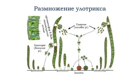 Размножение улотрикса 7 класс биология рисунок