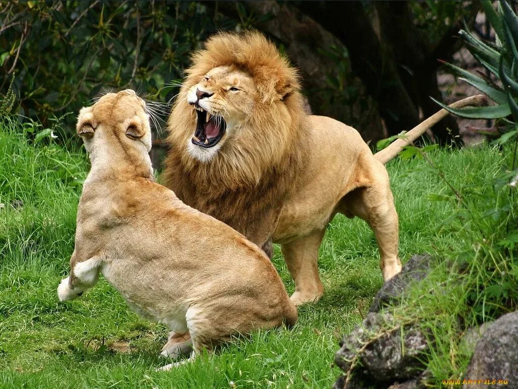 Что можно есть львам. Лев. Львы дерутся. Львицы дерутся. Лев и львица драка.
